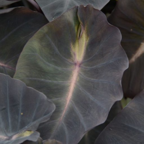 Colocasia esculenta 'Tropical storm' - 1g