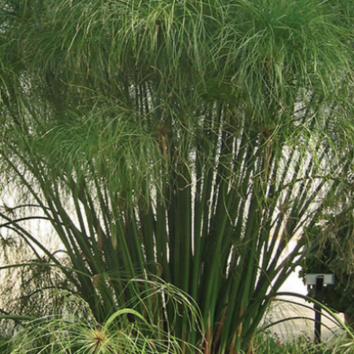 Cyperus 'King Tut' - 1g