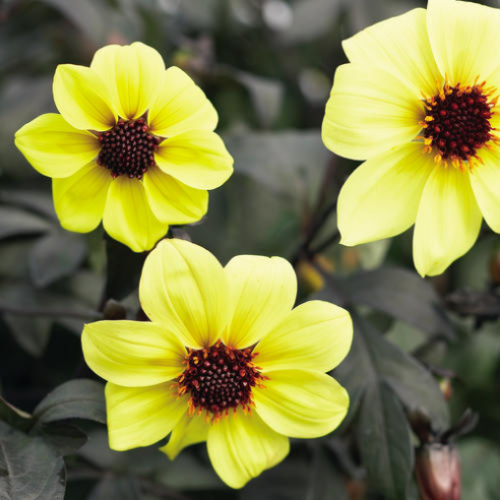 Dahlia 'Mystic Illusion' - 1g