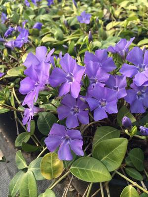 Vinca minor 'Bowles Variety'
