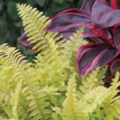 Nephrolepsis exaltata 'Rita Gold' - 1g