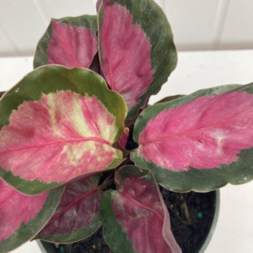 Calathea roseopicta 'Rosy'