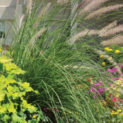 Pennisetum 'Rosy red' -1g