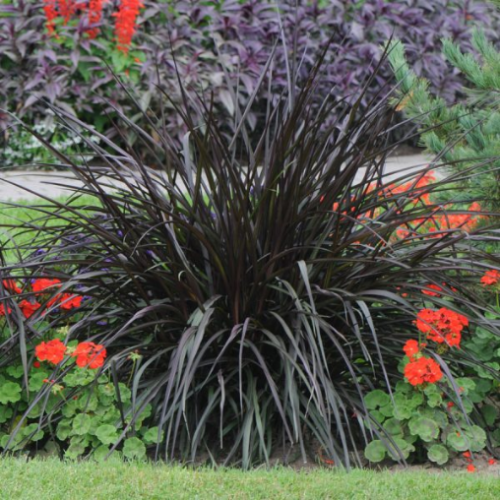 Pennisetum 'Princess Caroline' - 1g