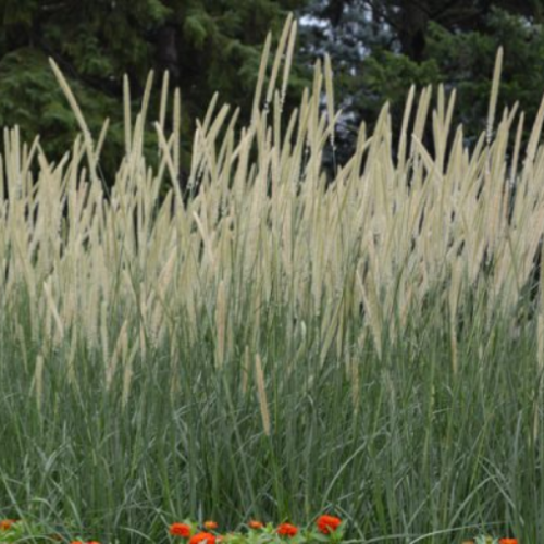 Pennisetum 'White Lancer' - 1g
