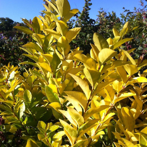 Ligustrum x vicaryi - 3g