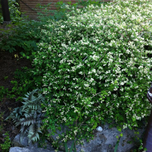 Stephanandra incisa 'Crispa'