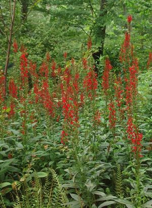 Lobelia cardinalis
