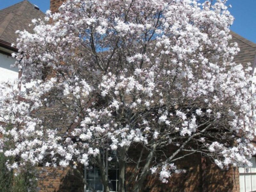 Magnolia stellata 'Royal Star'