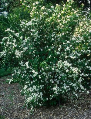 Philadelphus x virginalis 'Minnesota Snowflake'