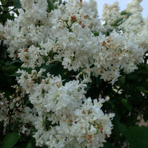 Syringa vulgaris 'Madame Lemoine' 
