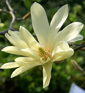 Magnolia acuminata 'Goldstar' - 225 cm