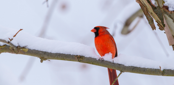 Nourrir et protéger les oiseaux