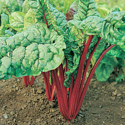Bette à carde 'Rhubarb Red' - Semences BIO