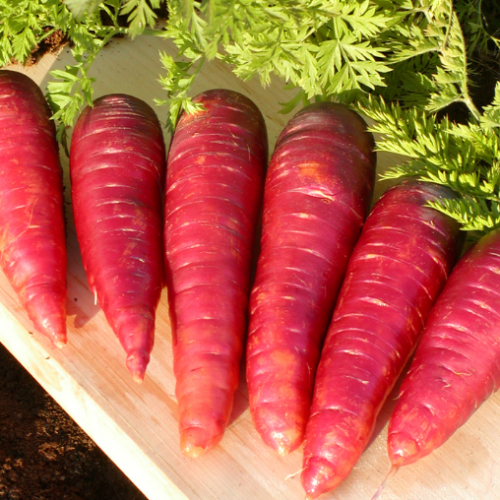 Carotte 'Purple Dragon' - Semences BIO