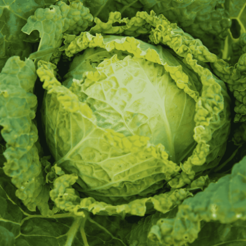 Chou pommé de Savoie 'Winter King' - Semences BIO