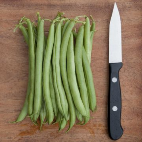 Haricot nain 'Provider' - Semences BIO