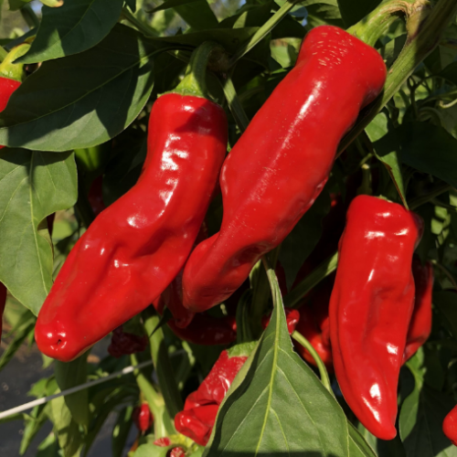 Piment 'Choricero' - Semences BIO