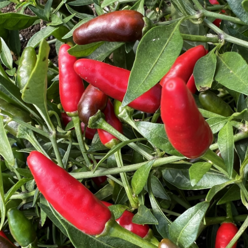 Piment 'Piri-Piri' - Semences BIO