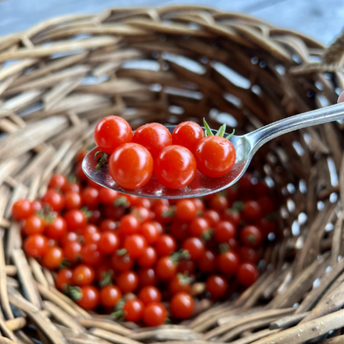 Tomate cerise 'Spoon' - Semences BIO