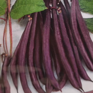 Haricot 'Trionfo Violet' - Semences