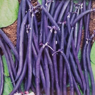 Haricot velour nain - Semences