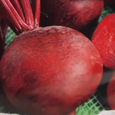 Betterave 'Detroit Dark Red' - Semences