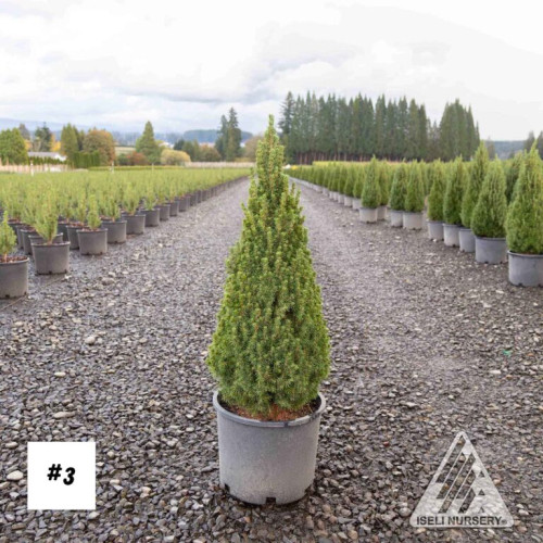 Picea glauca 'Jean's Dilly' 