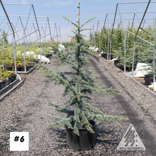 Cedrus atlantica 'Horstmann' 