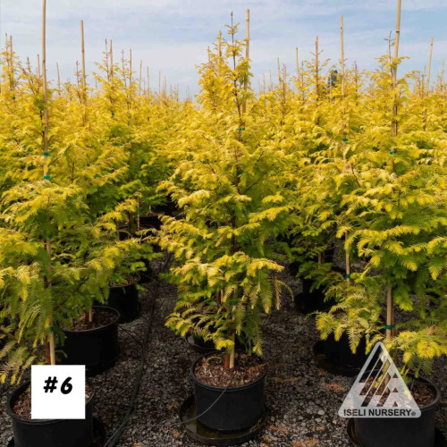 Metasequoia glyptosstroboides 'Amber Glow' 6g - 150cm 