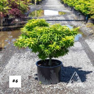 Acer palmatum 'Mikawa yatsubusa'
