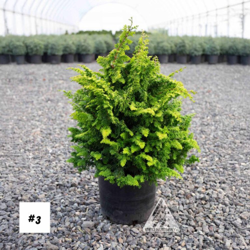 Chamaecyparis obtusa 'Fernspray Gold' - 3g
