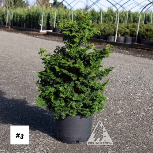 Chamaecyparis  'Iseli Green' - 6g