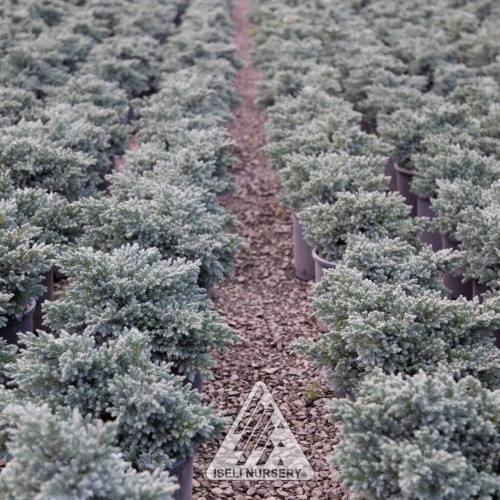 Juniperus squamata 'Blue Star'