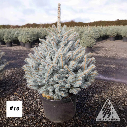 Picea pungens 'Monty' 