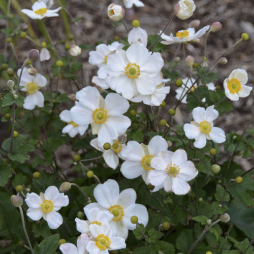 Anemone 'Honorine Jobert'
