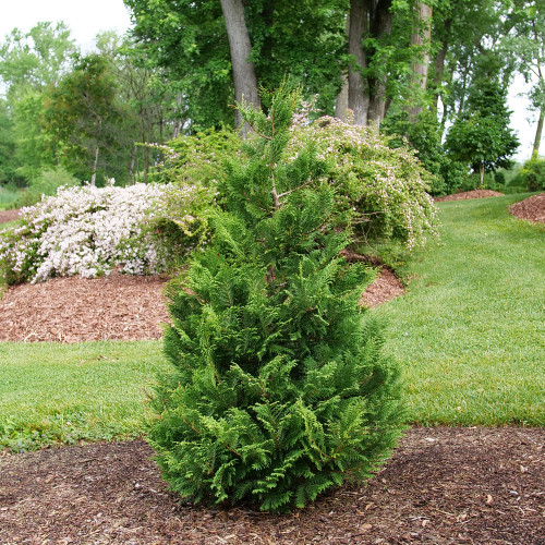 Chamaecyparis pisifera 'Cedar Rapids' - 2g