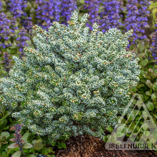 Abies koreana 'Ice Breaker' 