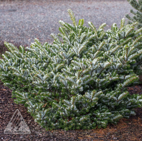 Abies veitchii 'Heddergott' - 3g