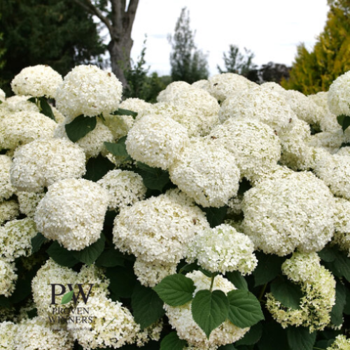 Hydrangea arborescens Incrediball 'Storm proof' - 2g