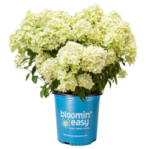 Hydrangea paniculata 'Bubble bath' - 2g