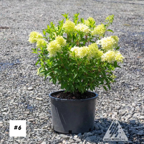 Hydrangea paniculata 'Skyfall' - 6g