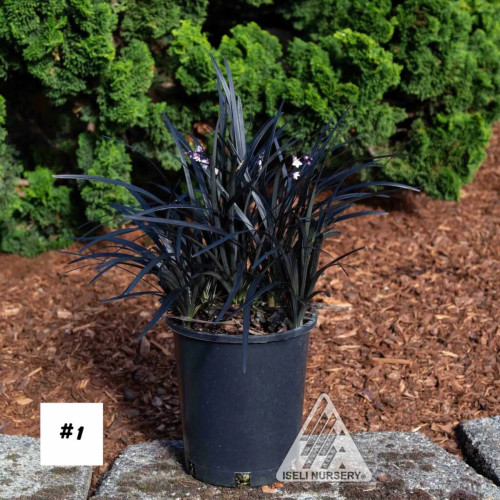 Ophiopogon Nigrescens - 1g