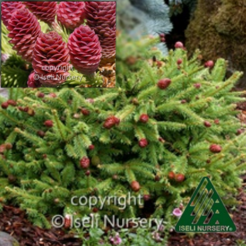 Picea abies 'Pusch' - 3g