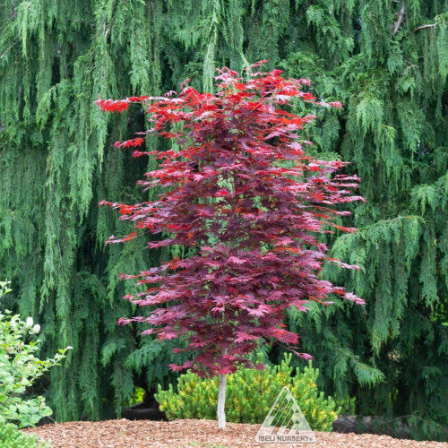 Acer x pseudosieboldianum 'Alpenglow' -  6g