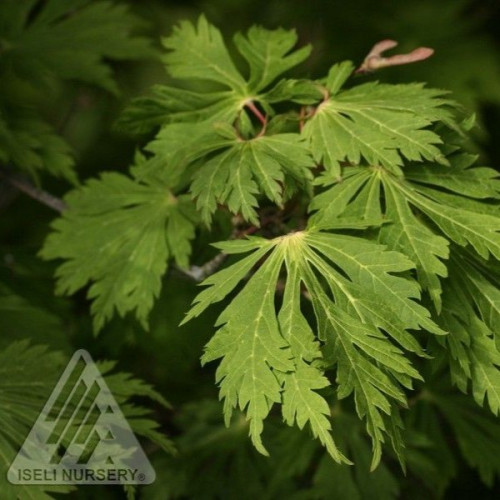 Acer japonicum aconitifolium - 3g