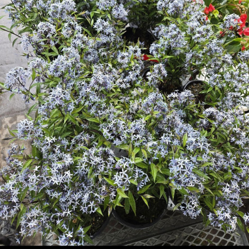 Amsonia 'Storm Cloud'