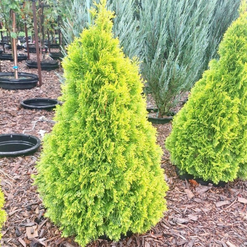 Thuya occidentalis 'Janed Gold'