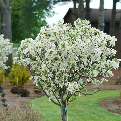 Malus 'Lollipop' sur tige