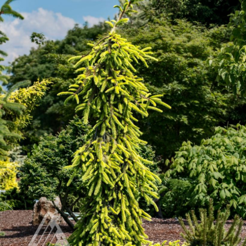 Picea Abies 'Gold Drift' - 175cm